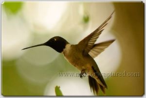 Hummingbird (4).jpg